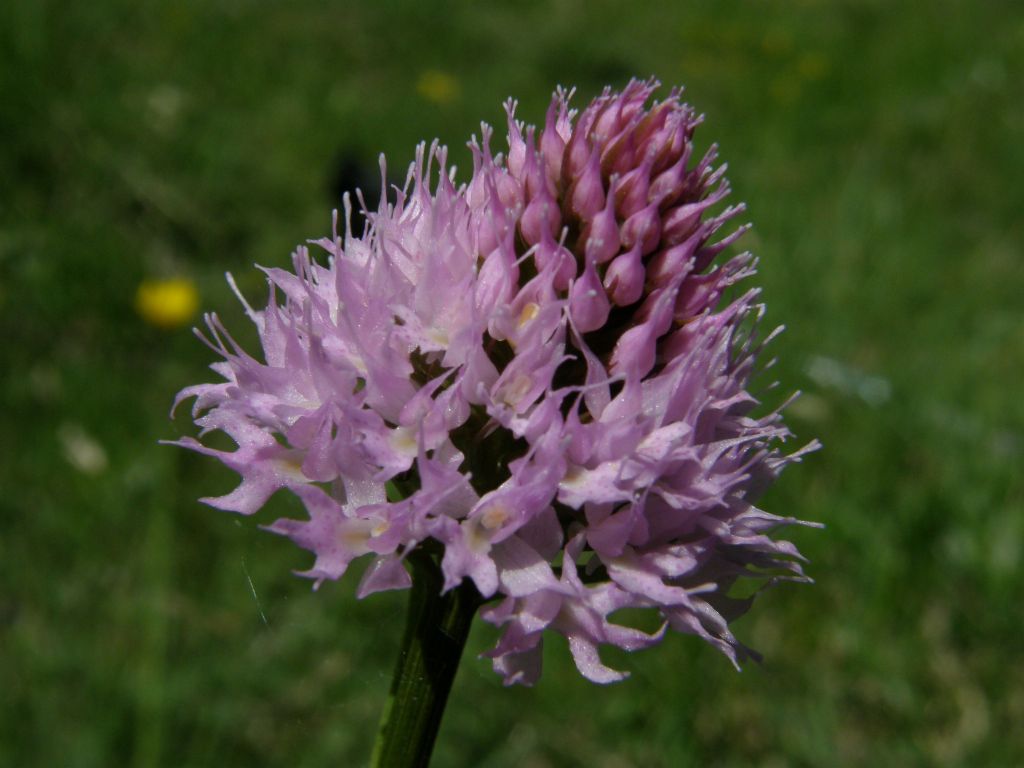 Traunsteinera globosa